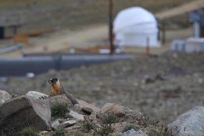 Marmot