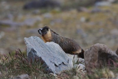 Marmot