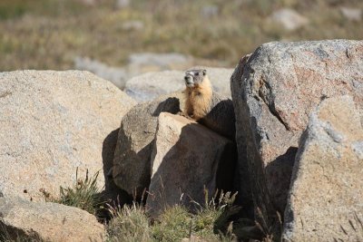 Marmot