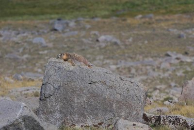 Marmot