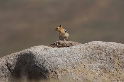 Chippy posing