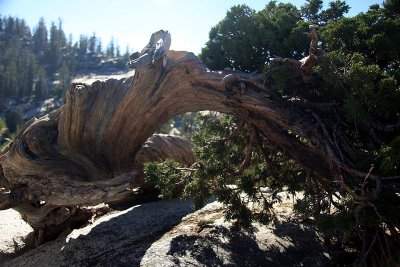 Twisted wood