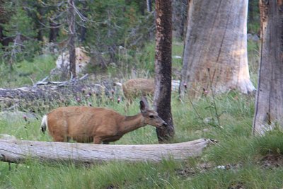 Deer