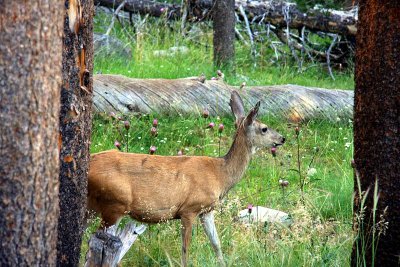 Deer