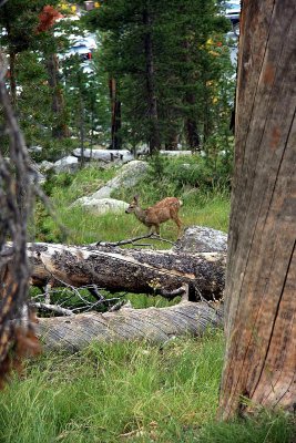 Deer