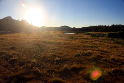 Meadow at sunset
