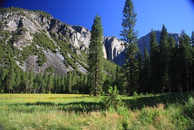 Meadows