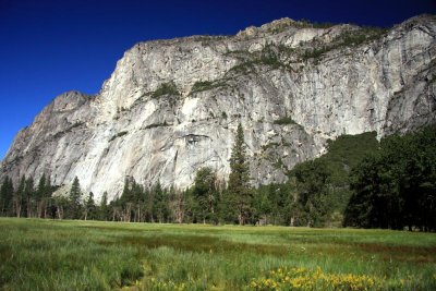 Meadow in Yosemite Valley