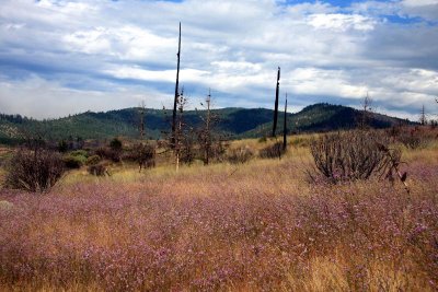 Remnants of old forest fore