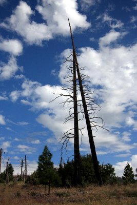 Remnants of old forest fore