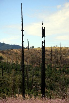 Remnants of old forest fore