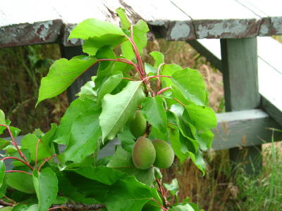 Apricots