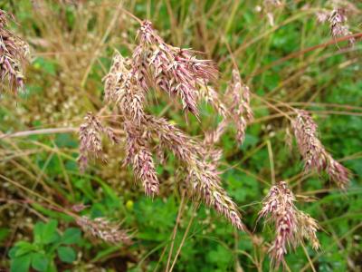 Field grasses