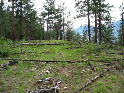 Felled trees