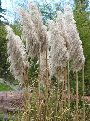 Natural windsocks?