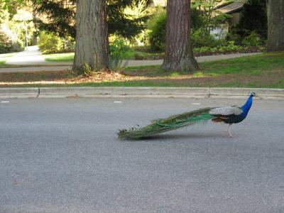 They even have peacocks wandering around in stanley park!