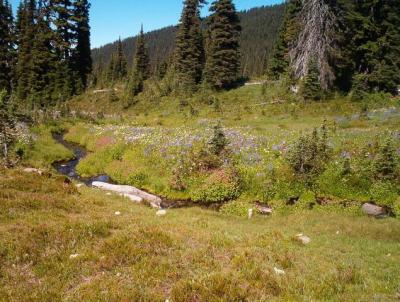 Alpine meadows