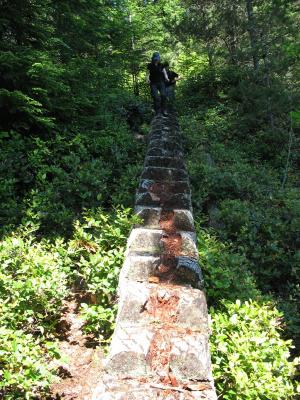 Cool staircase, carved out of a fallen tree trunk