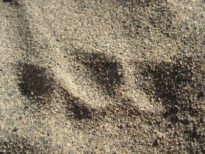 Fingerprints in the sand