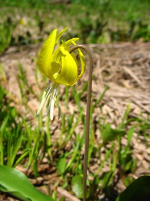 Alpine flora