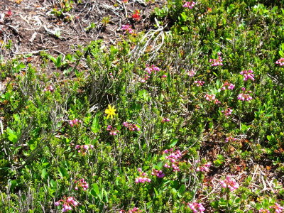 More alpine flowers