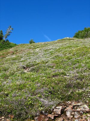 Alpine meadows
