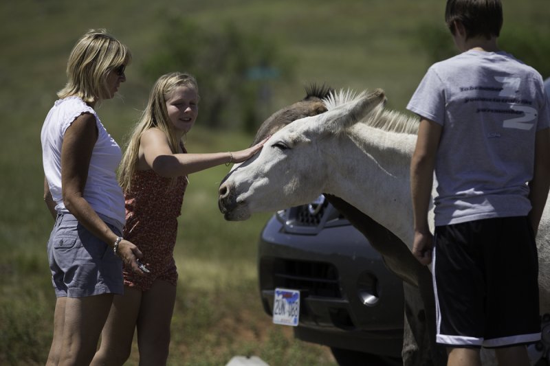 Animals around Custer State Park