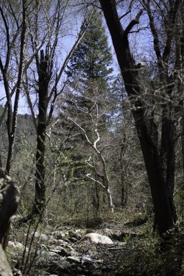 Reynolds Creek 2012