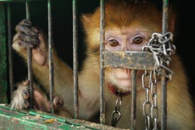 caged monkey marrakech.jpg