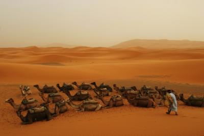 merzouga desert camels.jpg