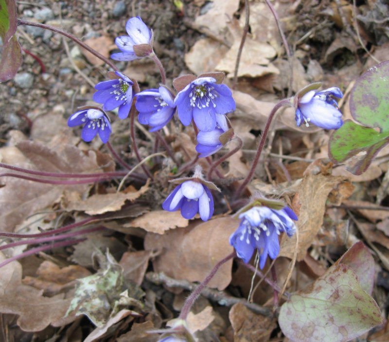 Hepatica nobilis - Protected
