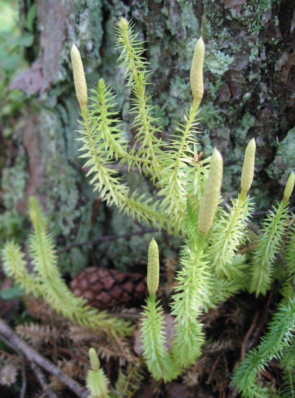 Candles In The Forest  - Club Moss