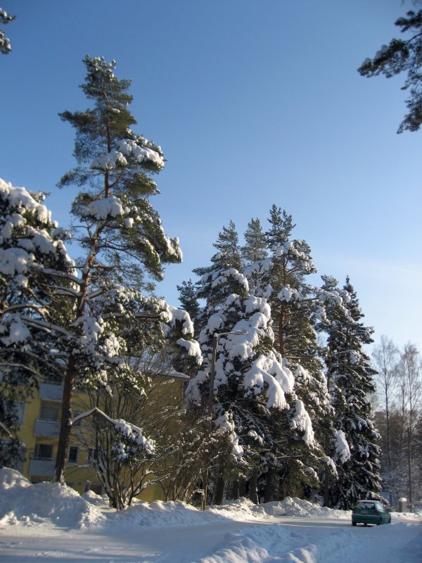 Snowcovered Trees