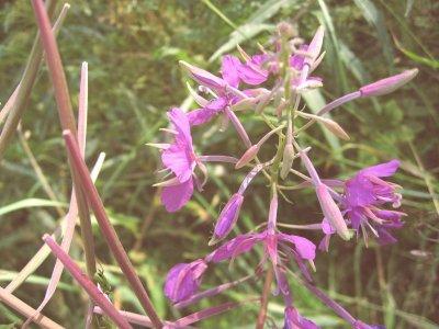 Fireweed/Rosebay/ Willowherb/ Epilobium angustifolium