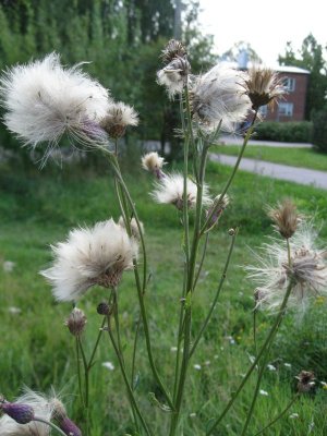 Fluff - Family Meeting