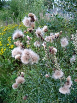 Fluff - Gorgeous Part of Nature..