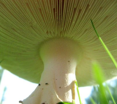 The Cap of a Mushroom from beneath