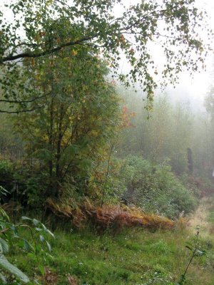 Fog at the Edge of the Forest