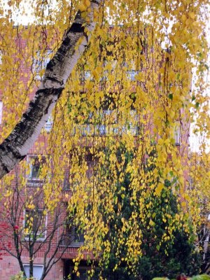Yellow Curtain of Birch Branches..