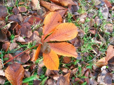 The  Leaf of  a Horse Chestnut