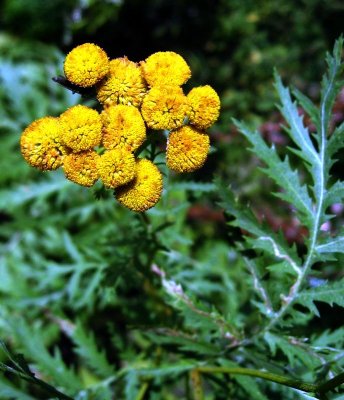 Tansy - Tanacetum vulgare or Chrysanthemum vulgare