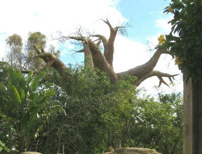 BAOBAB - a most extraordinary tree