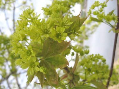 Blooming Maple