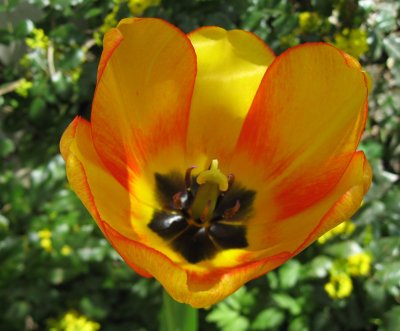  Tulip