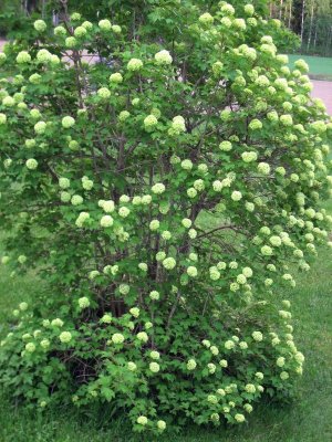 Ball Tree -  Viburnum Opulus