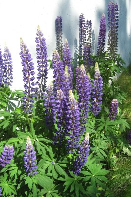 Group Of Lupins
