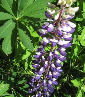 Double-coloured Lupin