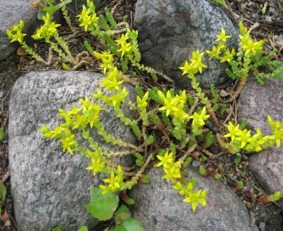 Sedum acre; Goldmoss sedum; Goldmoss stonecrop;  Wallpepper; Biting stonecrop 3(3)