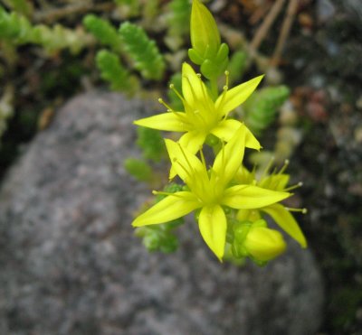 Sedum acre; Goldmoss sedum; Goldmoss stonecrop;  Wallpepper; Biting stonecrop 1(3)