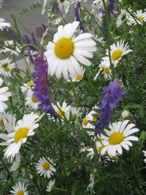 Daisies and Tufted Vetches